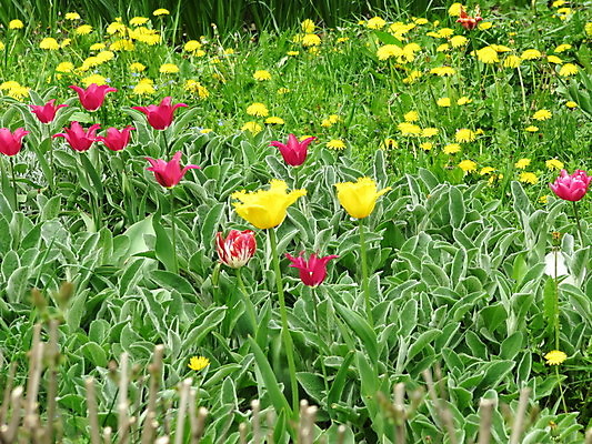 포토 JPG 해외이미지 공원 꽃잎 꽃 백그라운드 풍경 사람없음 튤립 해외포토 식물 공공시설 파일형식 이미지허브