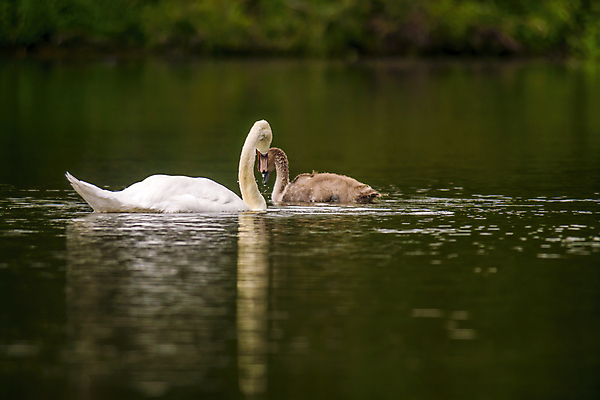포토 JPG 해외이미지 동물 호수 야생동물 바다 백그라운드 가족 자연 조류 아침 사랑 사람없음 야외 물 빛 강 뷰티 반사 평화 귀여움 수영 거울 흰색 하트 연못 황무지 우아함 심볼 깃털 부리 백조 장면 내추럴 고립 단아함 벙어리 웅장함 해외포토 주간 자연요소 모양 감정 컬러 컨셉 관계 수상스포츠 생태계 파일형식 이미지허브