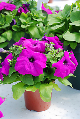 포토 JPG 해외이미지 식물 계절 꽃잎 꽃 분홍색 백그라운드 잎 꽃무늬 밭 자연 매달리기 사람없음 야외 초록색 여름 컬러풀 뷰티 환경 정원 보라색 봄 성장 벚꽃 흰색 신선 개화 냄비 원예 자연백그라운드 내추럴 생태학 피튜니아 해외포토 교육 컬러 무늬 농업 모션 취미 솥 생태계 파일형식 이미지허브