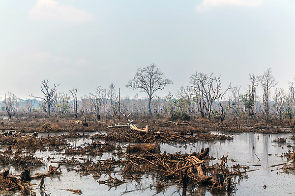 포토 JPG 해외이미지 식물 아시아 호수 야생동물 백그라운드 자연 지팡이 갈대 동양인 풍경 사람없음 초록색 물 여름 강 안개 연못 사찰 습지 숲 에코 뿌리 캄보디아 신성 내추럴 고고학 변소 해외포토 자연요소 동물 계절 교육 나라 컬러 종교건축 날씨 인종 환경 생태계 파일형식 이미지허브
