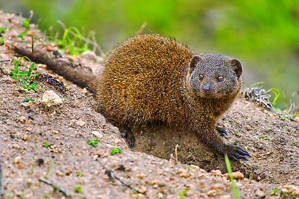 포토 JPG 해외이미지 동물 야생동물 아프리카 자연 국립공원 사람없음 초록색 환경 다양 보호 숲 생태계 생물학 서식지 난쟁이 남아프리카 동물상 무료 보호구역 생태학 해외포토 공원 교육 나라 컬러 다수 컨셉 조형물 구역 파일형식 이미지허브