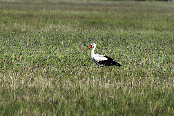 포토 JPG 해외이미지 동물 호수 야생동물 날개 아프리카 자연 조류 하늘 사람없음 야외 초록색 물 파란색 컬러풀 뷰티 머리 환경 검은색 자유 흰색 둥지 습지 깃털 부리 철새 내추럴 동물상 황새 해외포토 자연요소 나라 컬러 컨셉 신체부위 조형물 생태계 파일형식 이미지허브