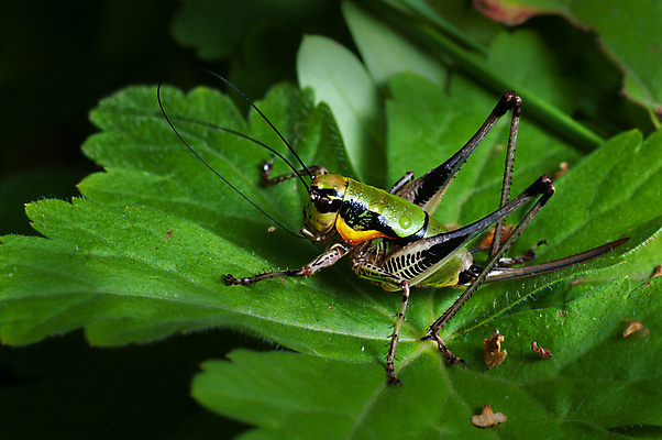 포토 JPG 해외이미지 식물 동물 1 야생동물 곤충 잎 자연 안테나 앉기 사람없음 야외 초록색 컬러풀 머리 정원 점프 닫기 벌레 작음 묘사 메뚜기 귀뚜라미 동물상 양발 해외포토 컬러 통신 모션 신체부위 조형물 크기 생태계 파일형식 이미지허브
