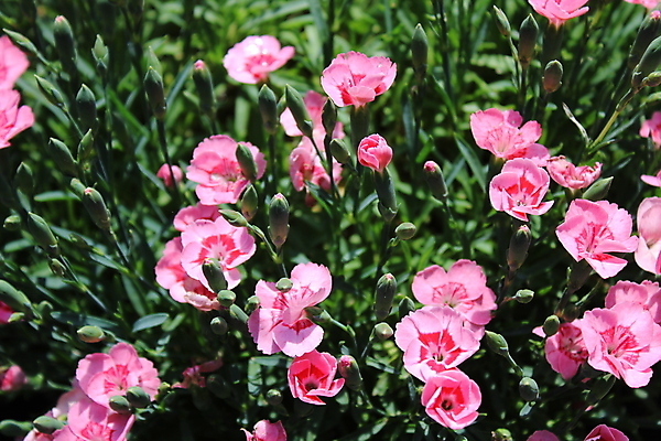 포토 JPG 해외이미지 식물 꽃 분홍색 꽃무늬 자연 사람없음 여름 정원 벚꽃 카네이션 내추럴 해외포토 계절 컬러 무늬 생태계 파일형식 이미지허브