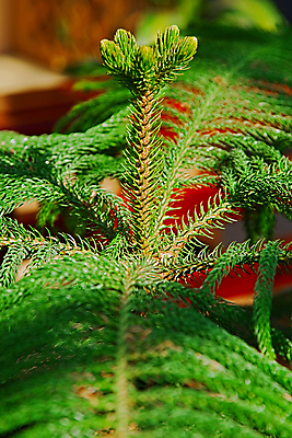 포토 JPG 해외이미지 나무 식물 계절 꽃 백그라운드 잎 자연 사람없음 초록색 컬러풀 뷰티 새싹 정원 봄 놀이방 벚꽃 나뭇가지 신선 소나무 개화 신장 끝 닫기 숲 상록수 침엽수 전나무 내추럴 영원 가문비나무 해외포토 컬러 모션 비뇨기관 생태계 파일형식 이미지허브