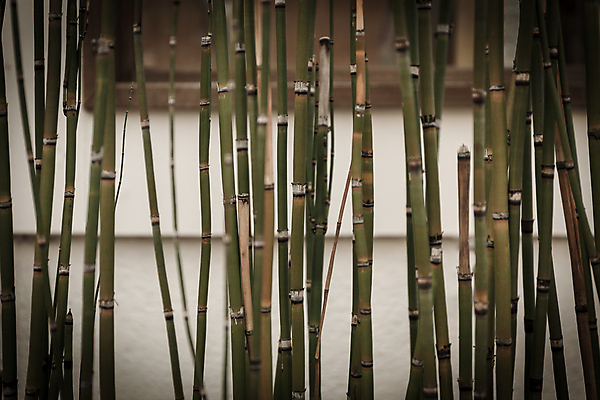 포토 JPG 해외이미지 식물 선 줄기 백그라운드 사람없음 초록색 정원 일본 수확 대나무 질감 세피아 해외포토 나무 아시아 컬러 농업 촬영기법 파일형식 이미지허브