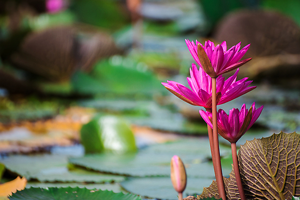 포토 JPG 해외이미지 식물 꽃잎 꽃 분홍색 백그라운드 꽃무늬 자연 연꽃 사람없음 야외 초록색 물 여름 뷰티 정원 벚꽃 연못 개화 백합 내추럴 해외포토 자연요소 계절 컬러 무늬 생태계 파일형식 이미지허브