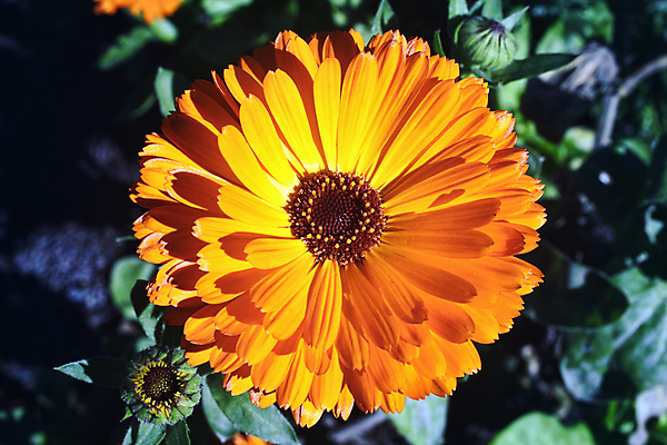 포토 JPG 해외이미지 식물 계절 꽃잎 꽃 유럽 오렌지 자연 사람없음 가로 뷰티 노란색 정원 활발 성장 개화 황금 닫기 허브 원예 향기 화단 영원 해외포토 나라 컬러 컨셉 과일 모션 취미 생태계 냄새 파일형식 이미지허브