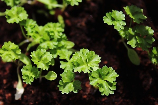 포토 JPG 해외이미지 식물 음식 잎 건강 요리 사람없음 초록색 시골 맛 허브 향신료 내추럴 해외포토 컬러 컨셉 향미료 파일형식 이미지허브