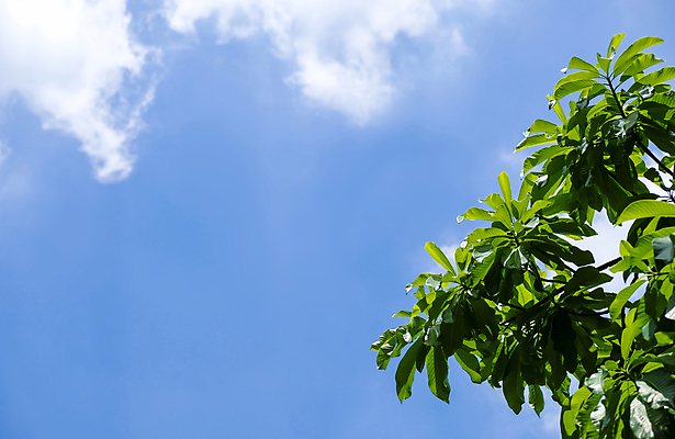 포토 JPG 해외이미지 나무 식물 계절 줄기 백그라운드 잎 자연 하늘 사람없음 야외 초록색 파란색 빛 햇빛 뷰티 갈색 환경 정원 봄 성장 흰색 나뭇가지 신선 막대기 숲 질감 내추럴 카피스페이스 미니멀 해외포토 컬러 태양 공백 생태계 파일형식 이미지허브