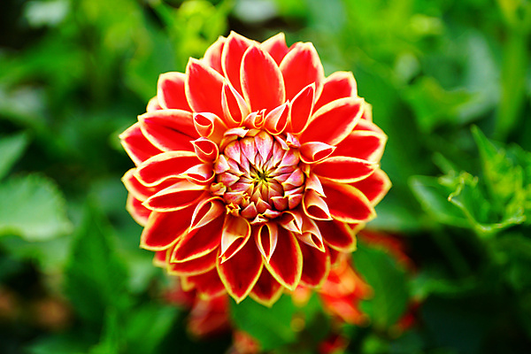 포토 JPG 해외이미지 식물 디자인 꽃잎 꽃 분홍색 백그라운드 꽃무늬 패턴 오렌지 자연 미술 사람없음 야외 빨간색 초록색 컬러풀 뷰티 환경 상점 정원 보라색 봄 벚꽃 흰색 신선 개화 닫기 달리아 묘사 원예 내추럴 고립 해외포토 계절 컬러 무늬 과일 모션 문화예술 취미 생태계 파일형식 이미지허브