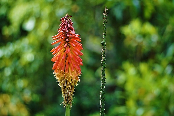 포토 JPG 해외이미지 식물 꽃잎 꽃 꽃무늬 오렌지 아프리카 자연 불 사람없음 야외 장식 빨간색 초록색 컬러풀 노란색 머리 정원 벚꽃 손전등 뜨거움 개화 백합 보케 화단 포커 로스앤젤레스 영원 해외포토 자연요소 나라 컬러 무늬 과일 조명 신체부위 미국 게임 트럼프 생태계 파일형식 이미지허브