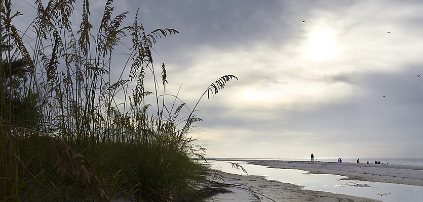 포토 JPG 해외이미지 나무 모래 바다 자연 휴가 풍경 사람없음 야외 여름 태양 황혼 서핑 플로리다 해외포토 자연요소 식물 계절 미국 일몰 수상스포츠 생태계 파일형식 이미지허브