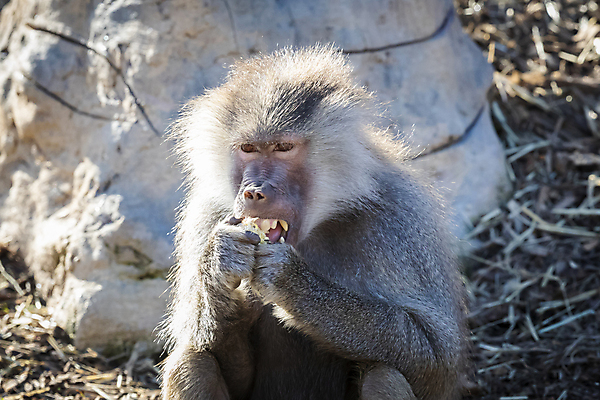 포토 JPG 해외이미지 동물 무기 야생동물 음식 모래 채소 과일 포유류 자연 털 사람없음 야외 갈색 머리 흙 원숭이 입 치아 모피 먹기 배고픔 꼬리 먼지 침팬지 해외포토 컬러 모션 신체부위 소화기관 생태계 파일형식 이미지허브