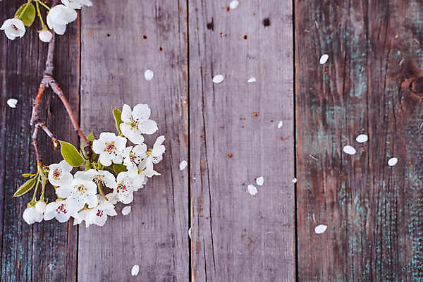 포토 JPG 해외이미지 꽃 분홍색 꽃무늬 자연 사람없음 가로 뷰티 성장 벚꽃 흰색 나뭇가지 사과 고립 살구 해외포토 나무 식물 컬러 무늬 과일 생태계 파일형식 이미지허브