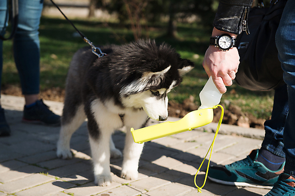 포토 JPG 해외이미지 동물 1 공원 행복 도로 길 백그라운드 포장 자연 털 서기 사람 사람없음 야외 초록색 물 반려동물 걷기 검은색 봄 우정 회색 흰색 개 오솔길 갈증 알래스카 송곳니 내추럴 돌봄 시베리아 유래 해외포토 자연요소 계절 공공시설 감정 컬러 포유류 교통시설 모션 친구 미국 치아 생태계 파일형식 이미지허브