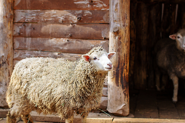 포토 JPG 해외이미지 동물 응시 농업 포유류 자연 생물 털 실내 사람없음 울타리 농장 펜 갈색 머리 가축 흰색 시골 양 업무 바 쌍 볏짚 군중 오두막 먹기 쇼 양고기 외양간 양모 방목장 밭일 양털 해외포토 시선 산업 컬러 모션 육류 사람 내부 신체부위 담장 필기구 직물 작업 짚 생태계 파일형식 이미지허브