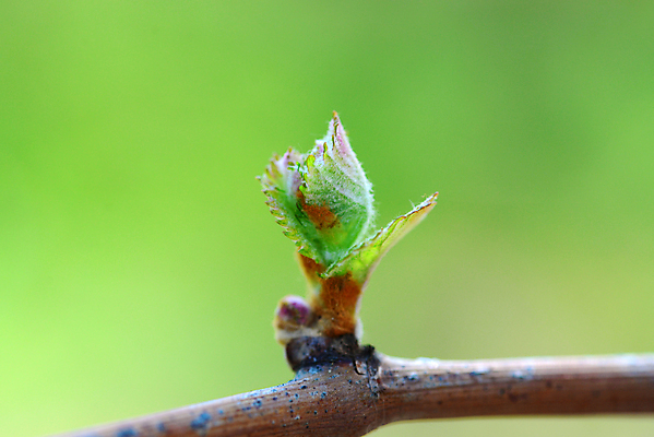 포토 JPG 해외이미지 식물 잎 자연 포도 사람없음 새싹 와인 봄 벚꽃 포도나무 해외포토 계절 꽃 과일 주류 과일나무 생태계 파일형식 이미지허브