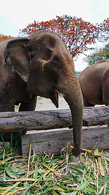 포토 JPG 해외이미지 동물 공원 아시아 야생동물 여행 포유류 태국 자연 코끼리 동물원 동양인 성인 사람없음 야외 환경 시골 아기 그룹 구출 보호 군중 울음 큼 사파리 대나무 눈물 호기심 귀 부드러움 멸종 내추럴 돌봄 보호구역 수유 해외포토 나무 공공시설 감정 나라 컨셉 모션 표정 사람 인종 신체부위 도움 감각 크기 생태계 구역 파일형식 이미지허브