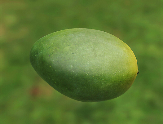 포토 JPG 해외이미지 1 라이프스타일 계절 음식 백그라운드 농업 다이어트 오렌지 과일 재료 자연 디저트 건강 사람없음 초록색 컬러풀 농장 노란색 주스 수확 흰색 신선 시장 달콤 맛 먹기 오브젝트 싱글 유기농 날것 망고 내추럴 고립 숙성 채식주의자 해외포토 웰빙 산업 음료 컬러 컨셉 모션 생활 열대과일 생태계 채식 파일형식 이미지허브