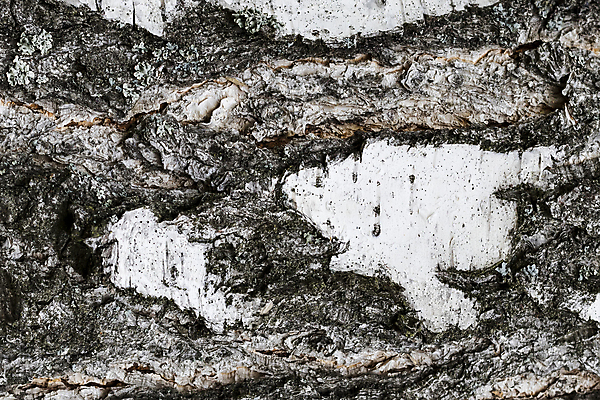 포토 JPG 해외이미지 나무 식물 디자인 백그라운드 패턴 자연 표면 추상 건조 사람없음 목재 회색 거친 피부 묘사 질감 나무껍질 자작나무 내추럴 옛날 해외포토 컬러 무늬 재료 신체부위 껍질 생태계 파일형식 이미지허브