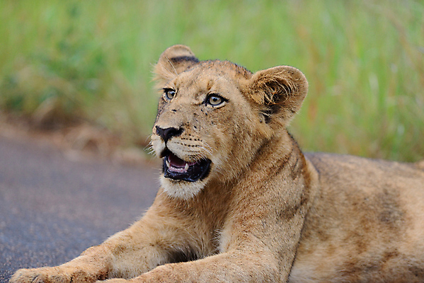 포토 JPG 해외이미지 동물 야생동물 어린이 새끼 2 포유류 아프리카 자연 놀이 생물 털 앉기 사람없음 고양이 젖음 게임 아기 못 황무지 사자 모피 사파리 육식동물 지역 분화구 서식지 동쪽 내추럴 결백 동물상 탄자니아 해외포토 나라 모션 사람 반려동물 조형물 공구 방향 생태계 화산 파일형식 이미지허브