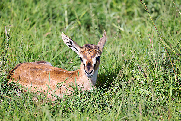포토 JPG 해외이미지 동물 공원 여자 남자 행복 얼굴 야생동물 어린이 백그라운드 포유류 가족 아프리카 자연 사슴 새로움 건강 사람없음 초록색 갈색 아기 신생아 작음 사파리 주기 영양 케냐 단계 가젤 돌봄 마사이족 세렝게티 전국 해외포토 공공시설 감정 나라 컬러 컨셉 관계 모션 사람 신체부위 크기 생태계 파일형식 이미지허브
