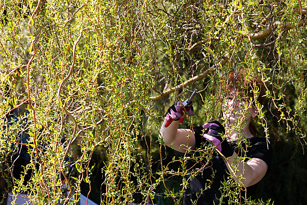 포토 JPG 해외이미지 나무 장갑 잎 한명 봄 나뭇가지 작업 티켓 자르기 원예 질서 포니테일 빨간머리 원예사 해외포토 식물 직업 1 헤어스타일 잡화 계절 모션 사람 취미 예절 파일형식 이미지허브