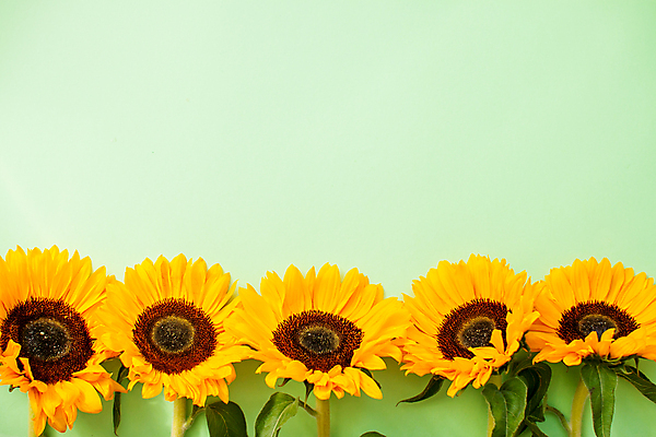 포토 JPG 해외이미지 식물 디자인 계절 꽃잎 꽃 백그라운드 잎 꽃무늬 밭 농업 자연 벽지 해바라기 프레임 사람없음 야외 가로 초록색 농작물 컬러풀 햇빛 태양 뷰티 노란색 유행 우주 정원 맑음 수확 성장 벚꽃 시골 신선 플랫 정상 엽서 내추럴 해외포토 자연요소 산업 컬러 무늬 날씨 편지 생태계 파일형식 이미지허브