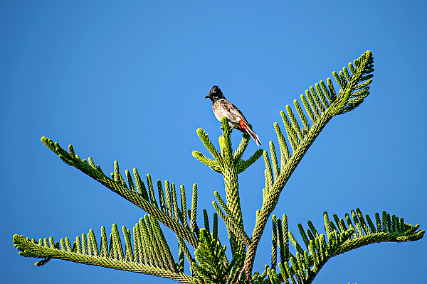 포토 JPG 해외이미지 나무 동물 아시아 야생동물 백그라운드 자연 조류 하늘 3 동양인 사람없음 빨간색 초록색 파란색 컬러풀 갈색 머리 검은색 흰색 나뭇가지 그룹 보호 깃털 부리 향나무 해외포토 식물 나라 컬러 컨셉 인종 신체부위 생태계 파일형식 이미지허브