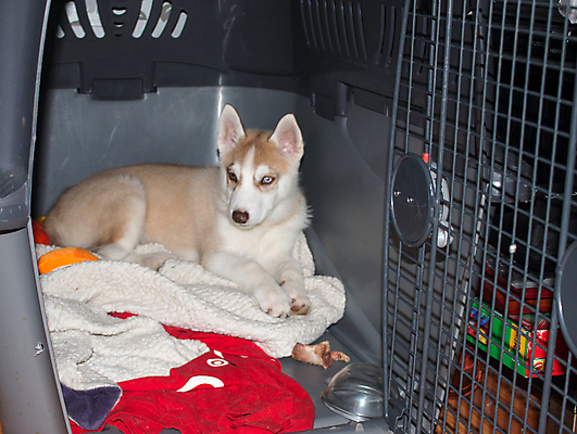 포토 JPG 해외이미지 동물 1 커플 응시 얼굴 백그라운드 컨셉 2 교통시설 주택 털 사람없음 빨간색 울타리 반려동물 상자 반사 문 상점 자유 흰색 침대 구출 개 강아지 나무상자 잠금 새장 수의사 송곳니 고립 돌봄 시베리아 해외포토 시선 컬러 가구 교통 포유류 관계 모션 건물 신체부위 담장 의사 도움 치아 시설 보안 케이지 파일형식 이미지허브