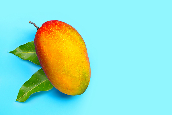 포토 JPG 해외이미지 잎 실내 사람없음 한개 열대과일 파란배경 망고 카피스페이스 애플망고 해외포토 식물 1 백그라운드 과일 내부 파란색 공백 파일형식 이미지허브