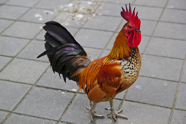 포토 JPG 해외이미지 동물 농업 태국 자연 사람없음 야외 빨간색 경제 달리기 농장 머리 농사 계란 검은색 치킨 시골 쌍 행운 먹기 원예 꼬리 내추럴 무료 바이오 암탉 해외포토 산업 아시아 컬러 컨셉 모션 취미 신체부위 알 닭 암컷 생태계 닭고기요리 파일형식 이미지허브