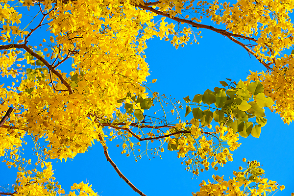 포토 JPG 해외이미지 나무 식물 계절 꽃잎 꽃 백그라운드 꽃무늬 태국 자연 하늘 매달리기 사람없음 장식 초록색 여름 파란색 컬러풀 뷰티 노란색 새싹 벚꽃 나뭇가지 개화 황금 샤워실 전국 해외포토 아시아 컬러 무늬 모션 생태계 샤워시설 파일형식 이미지허브