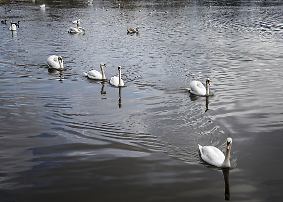 포토 JPG 해외이미지 나무 공원 유럽 호수 여행 자연 조류 하늘 휴가 풍경 사람없음 야외 초록색 물 여름 파란색 강 뷰티 반사 노란색 환경 침묵 일몰 봄 가을 흰색 시골 연못 백조 장면 내추럴 해외포토 자연요소 식물 동물 계절 공공시설 나라 컬러 노을 소리 생태계 파일형식 이미지허브