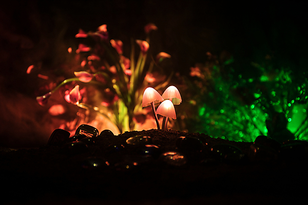 포토 JPG 해외이미지 식물 계절 백그라운드 자연 요정 이끼 미술 사람없음 야외 빛 컬러풀 보라색 어둠 버섯 놀람 안개 영혼 닫기 야간 숲 작음 유혹 영화관 묘사 신화 공상 마법 스펀지 내추럴 대본 땅바닥 절정 캡모자 크랜베리 특별함 아바타 효과 해외포토 자연요소 모자_잡화 열매 감정 컬러 컨셉 모션 날씨 문화예술 바닥 표정 크기 극장 생태계 파일형식 이미지허브