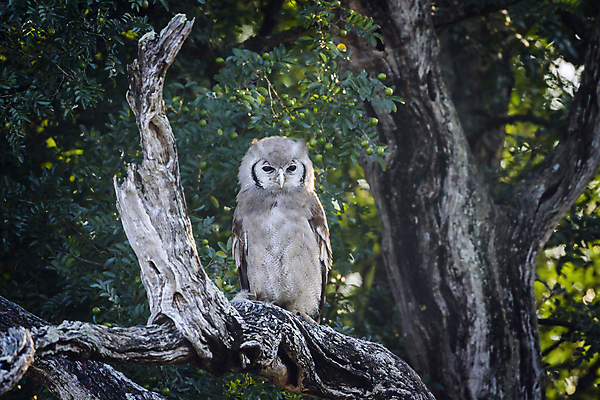 포토 JPG 해외이미지 동물 야생동물 아프리카 자연 조류 국립공원 사람없음 가로 관광지 보호 사파리 부엉이 남아프리카 보츠와나 보호구역 해외포토 공원 나라 여행 컨셉 생태계 구역 파일형식 이미지허브