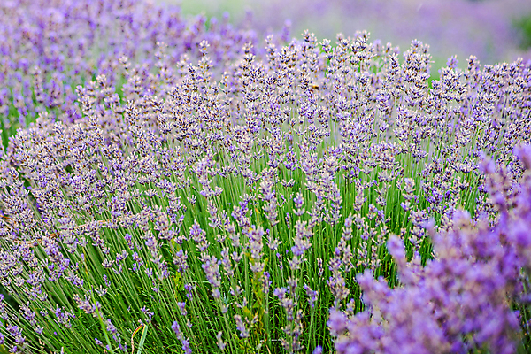 포토 JPG 해외이미지 주간 꽃밭 사람없음 야외 아웃포커스 소프트포커스 라벤더 해외포토 자연요소 꽃 촬영기법 허브 파일형식 이미지허브