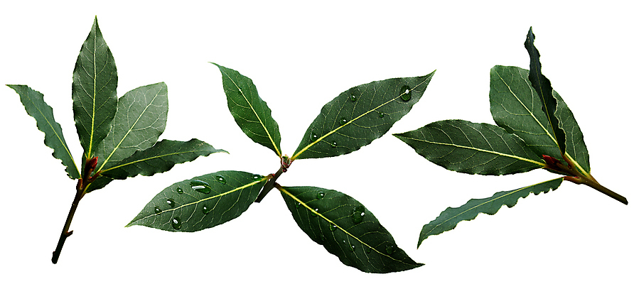 포토 JPG 해외이미지 클리핑패스 음식 잎 자연 사람없음 초록색 물 세트 흰색 물방울 만 달콤 수집 지중해 허브 관목 향신료 고립 월계수 해외포토 자연요소 나무 식물 바다 컬러 맛 생태계 향미료 파일형식 이미지허브