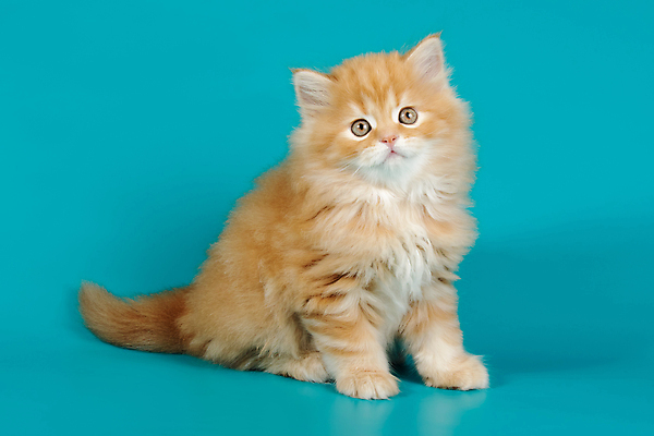 포토 JPG 해외이미지 동물 1 응시 백그라운드 포유류 자연 털 사람없음 반려동물 고양이 회색 흰색 얼룩무늬 솜털 산악지대 고립 기르기 직진 스코틀랜드 해외포토 시선 컬러 무늬 영국 산 생태계 돌봄 파일형식 이미지허브