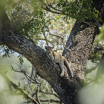 포토 JPG 해외이미지 주간 나무 한마리 야생동물 엎드리기 자연 나뭇잎 사람없음 야외 나뭇가지 소프트포커스 맹수 표범 남아프리카 보츠와나 해외포토 자연요소 식물 동물 1 잎 포유류 모션 아프리카 촬영기법 생태계 파일형식 이미지허브