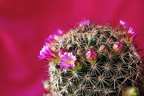 포토 JPG 해외이미지 스튜디오촬영 식물 계절 꽃 화초 분홍색 꽃무늬 자연 선인장 사람없음 장식 초록색 컬러풀 성장 벚꽃 개화 가시 묘사 원예 카피스페이스 해외포토 컬러 무늬 실내 취미 공백 생태계 파일형식 이미지허브