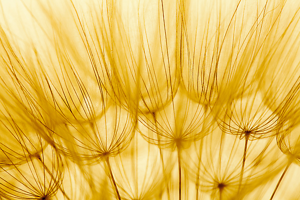 포토 JPG 해외이미지 식물 디자인 꽃 백그라운드 오렌지 바람 추상 씨앗 사람없음 빛 햇빛 태양 노란색 일몰 봄 벚꽃 민들레 부드러움 솜털 해외포토 자연요소 계절 컬러 무늬 과일 날씨 노을 감각 파일형식 이미지허브