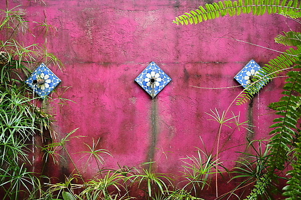 포토 JPG 해외이미지 식물 벽 분홍색 잎 건축양식 자연 주택 사람없음 야외 초록색 물 정원 페인트 흐름 연못 자주색 타일 조경 튜브 해외포토 자연요소 건축 컬러 컨셉 건물 생태계 파일형식 이미지허브