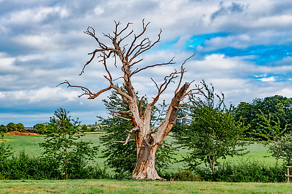 포토 JPG 해외이미지 나무 백그라운드 밭 자연 하늘 풍경 사람없음 야외 목재 초록색 여름 일몰 봄 나뭇가지 죽음 떨어짐 큼 통나무 폭풍 옛날 해외포토 식물 계절 컬러 컨셉 농업 재료 날씨 노을 크기 생태계 파일형식 이미지허브