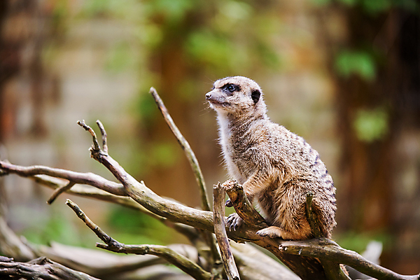 포토 JPG 해외이미지 동물 응시 얼굴 야생동물 포유류 가족 아프리카 자연 생물 털 동물원 서기 경비 사람없음 관찰 황무지 보호 연결 작음 사파리 손목시계 호기심 꼬리 약속 육식동물 주둥이 남쪽 경보 동물상 미어캣 생태학 칼라하리 해외포토 시선 교육 감정 나라 시계 컨셉 장신구 관계 모션 안전 신체부위 조형물 사막 크기 방향 생태계 파일형식 이미지허브