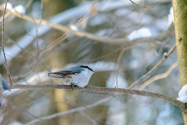 포토 JPG 해외이미지 나무 식물 동물 계절 공원 야생동물 백그라운드 겨울 날개 자연 조류 날씨 사람없음 야외 목재 뷰티 환경 정원 냉동 추위 나뭇가지 숲 작음 깃털 생물학 꼬리 서리 부리 내추럴 동물상 눈내림 해외포토 공공시설 교육 재료 눈_날씨 조형물 크기 생태계 파일형식 이미지허브