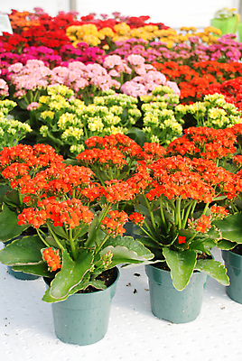 포토 JPG 해외이미지 식물 계절 꽃잎 꽃 화분 화초 분홍색 꽃다발 백그라운드 잎 꽃무늬 자연 불꽃 사람없음 장식 빨간색 초록색 여름 뷰티 정원 봄 벚꽃 흰색 신선 개화 원예 상록수 내추럴 고립 마다가스카르 심기 해외포토 컬러 무늬 모션 불 취미 생태계 파일형식 이미지허브