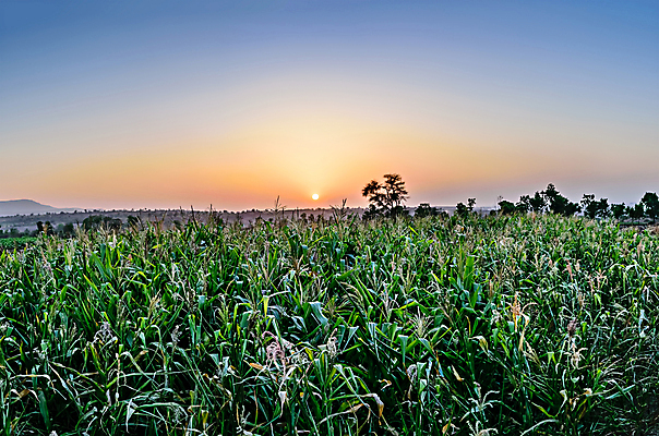 포토 JPG 해외이미지 나무 식물 계절 백그라운드 밭 농업 자연 하늘 사람없음 야외 가로 초록색 파란색 농작물 농장 마을 일몰 수확 시골 볏짚 내추럴 해외포토 산업 컬러 노을 짚 생태계 파일형식 이미지허브