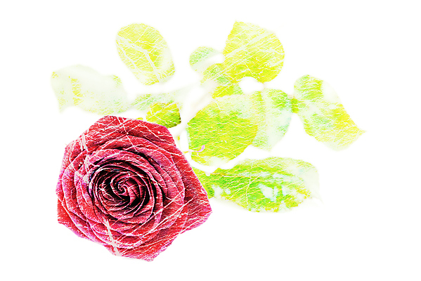 포토 JPG 해외이미지 기념일 결혼 백그라운드 잎 자연 결혼식 발렌타인데이 선물 사랑 사람없음 빨간색 초록색 컬러풀 뷰티 장미 귀여움 봄 벚꽃 흰색 축하 인사 신선 신용카드 생일 개화 떨어짐 자주색 싱글 각도 열정 내추럴 고립 벨벳 완전 해외포토 식물 계절 꽃 감정 컬러 컨셉 데이이벤트 이벤트 금융 예절 실크 생태계 파일형식 이미지허브